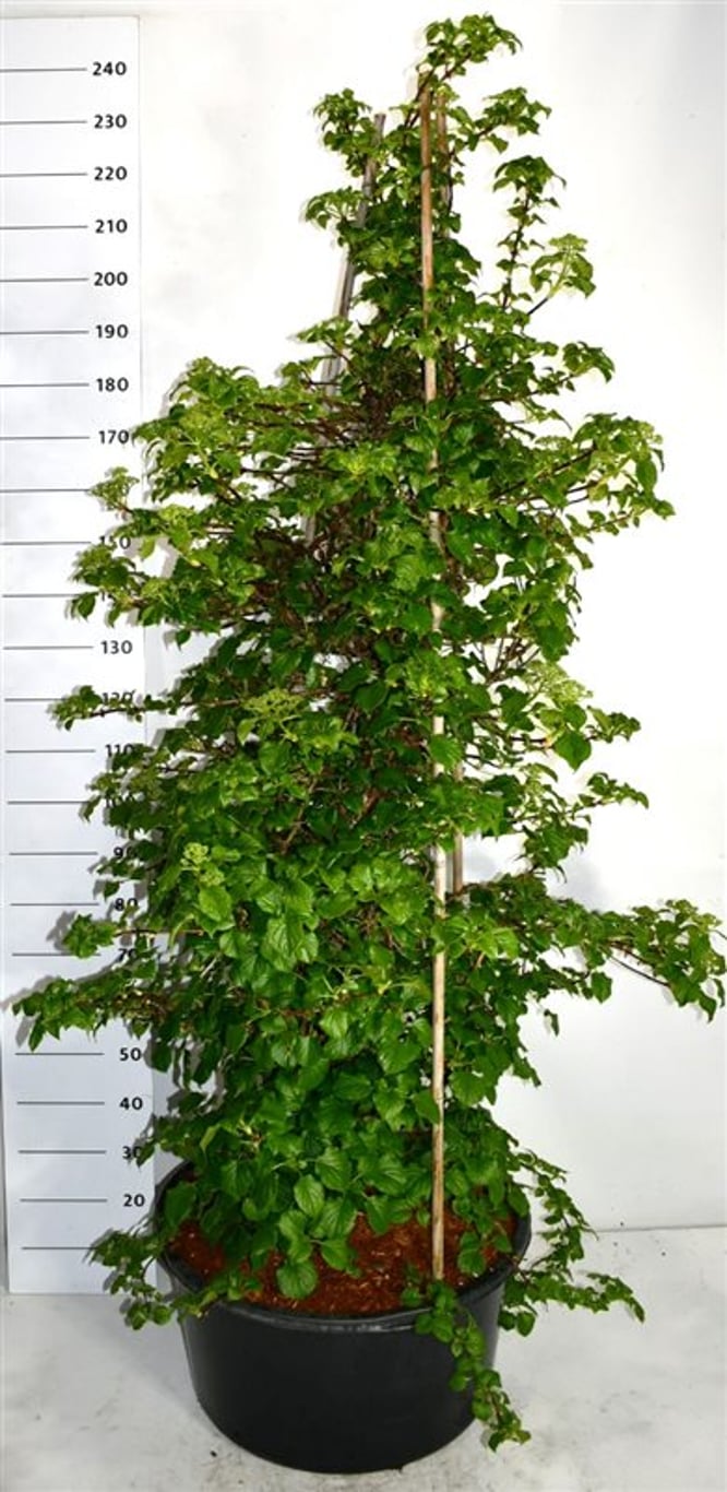 Hydrangea petiolaris - C60 150-175 CM